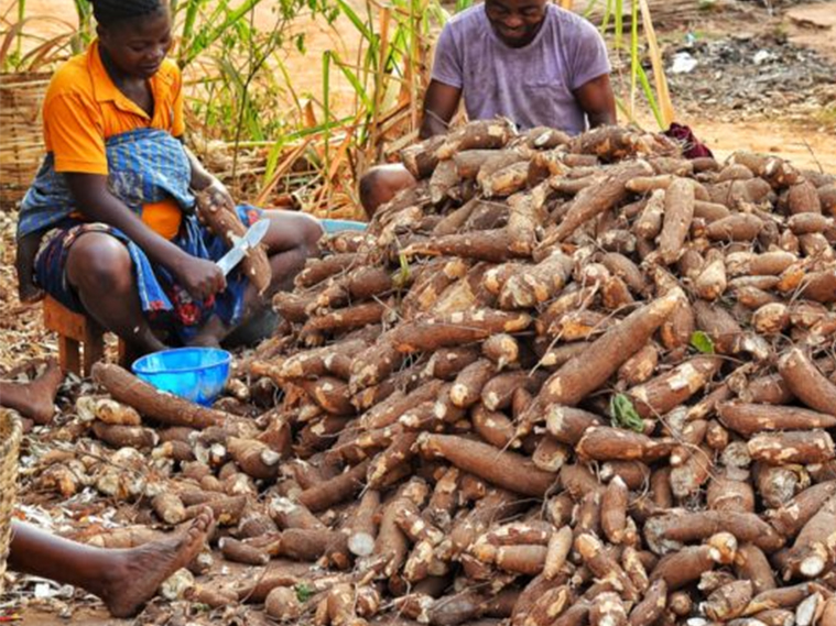 Cataloguing genetic information about yams